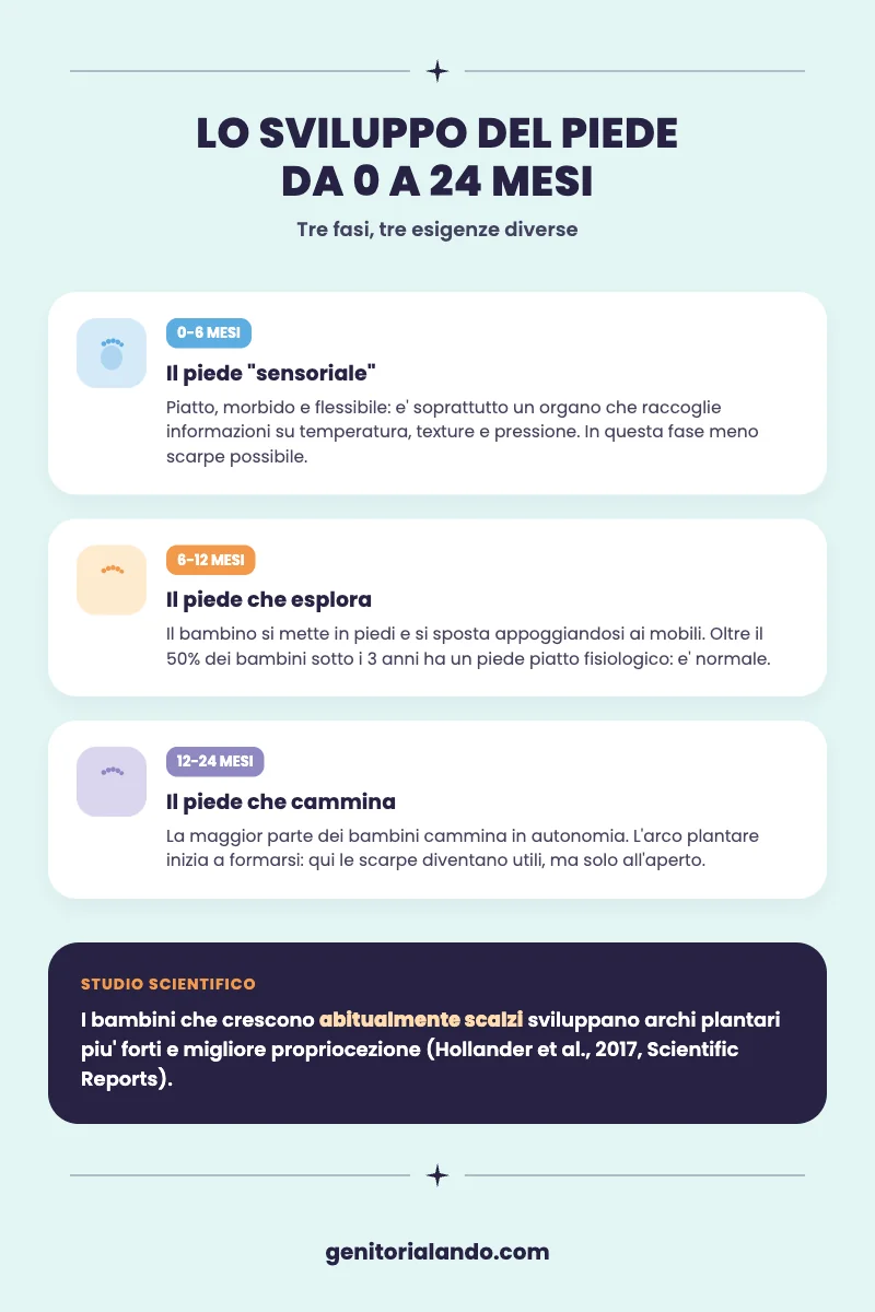 Infografica sullo sviluppo del piede del bambino da 0 a 24 mesi diviso in tre fasi
